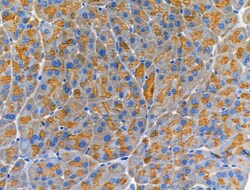 Invitrogen Trypsin Polyclonal Antibody 100 &mu;L; Unconjugated:Antibodies,
