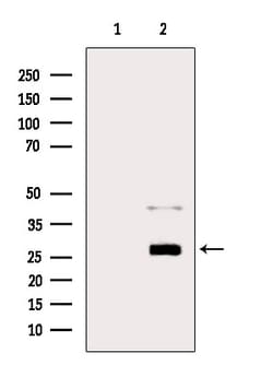 Invitrogen Trypsin Polyclonal Antibody 100 &mu;L; Unconjugated:Antibodies,