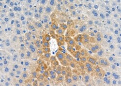 Invitrogen Protein S Polyclonal Antibody 100 &mu;L; Unconjugated:Antibodies,