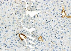 Invitrogen Complement Factor B Polyclonal Antibody 100 &mu;L; Unconjugated:Antibodies,