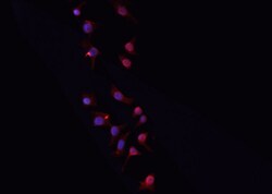 Invitrogen PGF Polyclonal Antibody 100 &mu;L; Unconjugated:Antibodies,