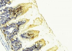 Invitrogen PGF Polyclonal Antibody 100 &mu;L; Unconjugated:Antibodies,