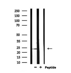 Invitrogen PGF Polyclonal Antibody 100 &mu;L; Unconjugated:Antibodies,