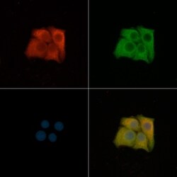 AKR1C3 Polyclonal Antibody:Antibodies, Polyclonal