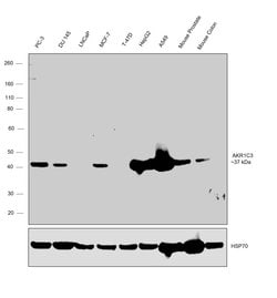 AKR1C3 Polyclonal Antibody:Antibodies, Polyclonal