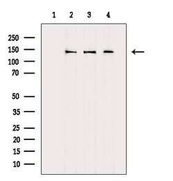 Invitrogen Dynactin 1 Polyclonal Antibody 100 &mu;L; Unconjugated:Antibodies,