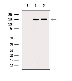Invitrogen Dynactin 1 Polyclonal Antibody 100 &mu;L; Unconjugated:Antibodies,