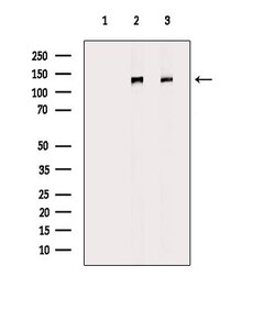 Invitrogen Dynactin 1 Polyclonal Antibody 100 &mu;L; Unconjugated:Antibodies,