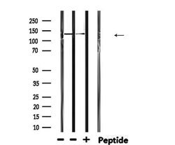Invitrogen Dynactin 1 Polyclonal Antibody 100 &mu;L; Unconjugated:Antibodies,