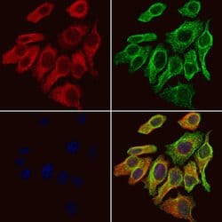 GABRA2 Polyclonal Antibody:Antibodies, Polyclonal