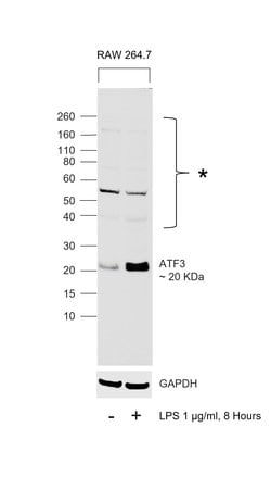 Invitrogen ATF3 Polyclonal Antibody 100 &mu;L; Unconjugated:Antibodies,