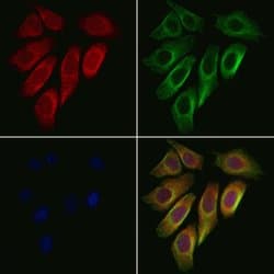 Invitrogen HSP701L Polyclonal Antibody 100 μL; Unconjugated:Antibodies,