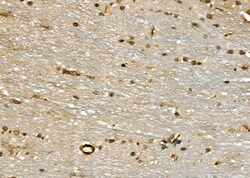 Invitrogen HSP701L Polyclonal Antibody 100 μL; Unconjugated:Antibodies,