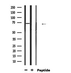 Invitrogen HSP701L Polyclonal Antibody 100 μL; Unconjugated:Antibodies,