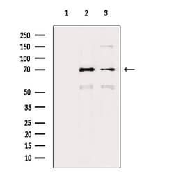 Invitrogen HSP701L Polyclonal Antibody 100 μL; Unconjugated:Antibodies,