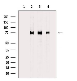 Invitrogen HSP701L Polyclonal Antibody 100 μL; Unconjugated:Antibodies,