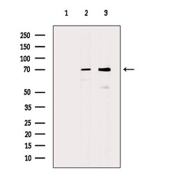Invitrogen HSP701L Polyclonal Antibody 100 μL; Unconjugated:Antibodies,
