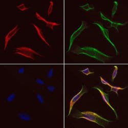 Invitrogen DST Polyclonal Antibody 100 μL; Unconjugated:Antibodies,