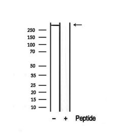 Invitrogen DST Polyclonal Antibody 100 μL; Unconjugated:Antibodies,