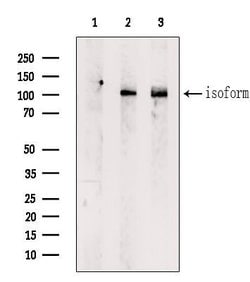 Invitrogen DST Polyclonal Antibody 100 μL; Unconjugated:Antibodies,