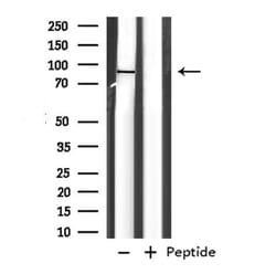 Invitrogen EXT1 Polyclonal Antibody 100 &mu;L; Unconjugated:Antibodies,