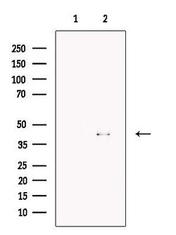 Invitrogen FBXO32 Polyclonal Antibody 100 &mu;L; Unconjugated:Antibodies,