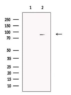 Invitrogen Cullin 4A Polyclonal Antibody 100 μL; Unconjugated:Antibodies,