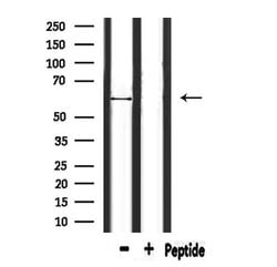 Invitrogen ATL1 Polyclonal Antibody 100 μL; Unconjugated:Antibodies,