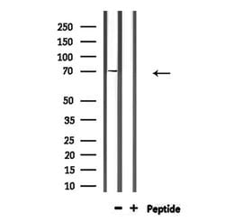 Invitrogen GARS Polyclonal Antibody 100 &mu;L; Unconjugated:Antibodies,