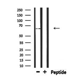 Invitrogen ATIC Polyclonal Antibody 100 &mu;L; Unconjugated:Antibodies,