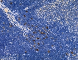 Invitrogen Ephrin B2 Polyclonal Antibody 100 &mu;L; Unconjugated:Antibodies,