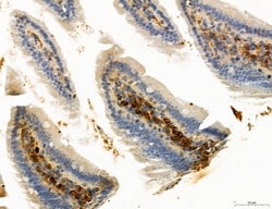 Invitrogen Ephrin B2 Polyclonal Antibody 100 &mu;L; Unconjugated:Antibodies,