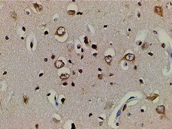 Invitrogen Ephrin B2 Polyclonal Antibody 100 &mu;L; Unconjugated:Antibodies,