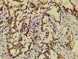 Invitrogen Ephrin B2 Polyclonal Antibody 100 &mu;L; Unconjugated:Antibodies,