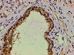 Invitrogen Ephrin B2 Polyclonal Antibody 100 &mu;L; Unconjugated:Antibodies,