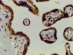 Invitrogen Ephrin B2 Polyclonal Antibody 100 &mu;L; Unconjugated:Antibodies,