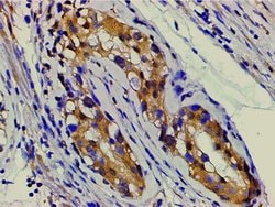 Invitrogen Ephrin B2 Polyclonal Antibody 100 &mu;L; Unconjugated:Antibodies,