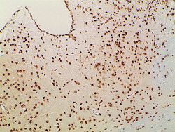 Invitrogen Ephrin B2 Polyclonal Antibody 100 &mu;L; Unconjugated:Antibodies,