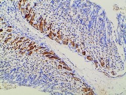 Invitrogen Ephrin B2 Polyclonal Antibody 100 &mu;L; Unconjugated:Antibodies,