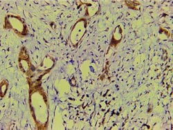 Invitrogen Ephrin B2 Polyclonal Antibody 100 &mu;L; Unconjugated:Antibodies,