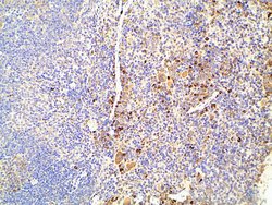 Invitrogen Ephrin B2 Polyclonal Antibody 100 &mu;L; Unconjugated:Antibodies,