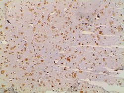 Invitrogen Ephrin B2 Polyclonal Antibody 100 &mu;L; Unconjugated:Antibodies,