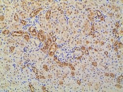 Invitrogen Ephrin B2 Polyclonal Antibody 100 &mu;L; Unconjugated:Antibodies,