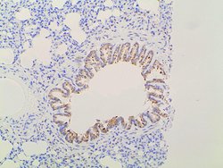 Invitrogen Ephrin B2 Polyclonal Antibody 100 &mu;L; Unconjugated:Antibodies,