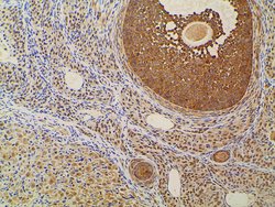 Invitrogen Ephrin B2 Polyclonal Antibody 100 &mu;L; Unconjugated:Antibodies,