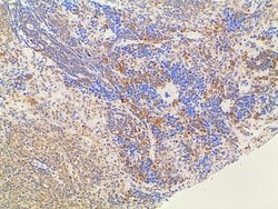 Invitrogen Ephrin B2 Polyclonal Antibody 100 &mu;L; Unconjugated:Antibodies,