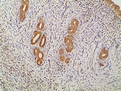 Invitrogen Ephrin B2 Polyclonal Antibody 100 &mu;L; Unconjugated:Antibodies,