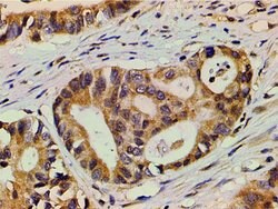 Invitrogen Ephrin B2 Polyclonal Antibody 100 &mu;L; Unconjugated:Antibodies,