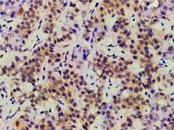 Invitrogen Ephrin B2 Polyclonal Antibody 100 &mu;L; Unconjugated:Antibodies,