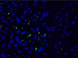 Invitrogen Ephrin B2 Polyclonal Antibody 100 &mu;L; Unconjugated:Antibodies,